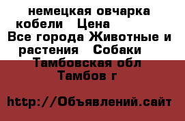 немецкая овчарка кобели › Цена ­ 25 000 - Все города Животные и растения » Собаки   . Тамбовская обл.,Тамбов г.